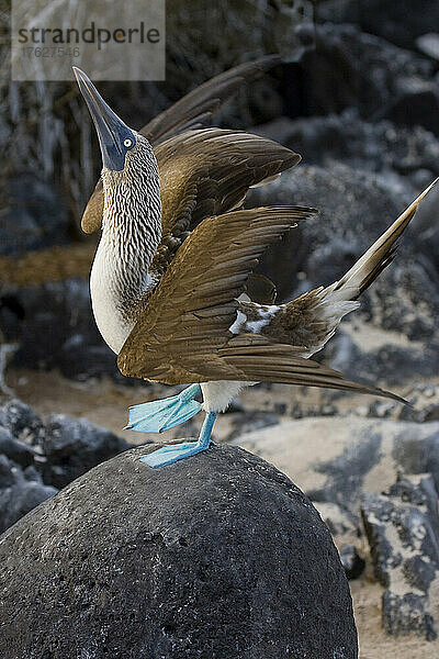 Blaufußtölpelvogel auf Felsen.
