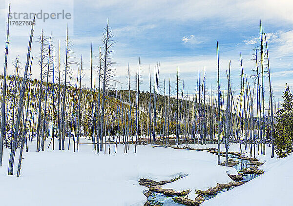 Abgestorbene Bäume und Schnee am Obsidian Creek  Kiefernwälder.