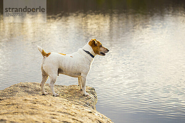 Ein kleiner Hund am Ufer eines Sees.