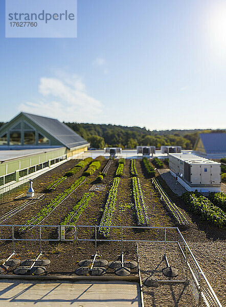 Gemüseanbau auf einem Biobauernhof  Blick von oben auf Gebäude und Feldfrüchte.