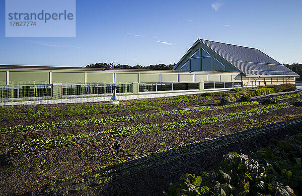 Gemüseanbau auf einem Biobauernhof  aus nächster Nähe.