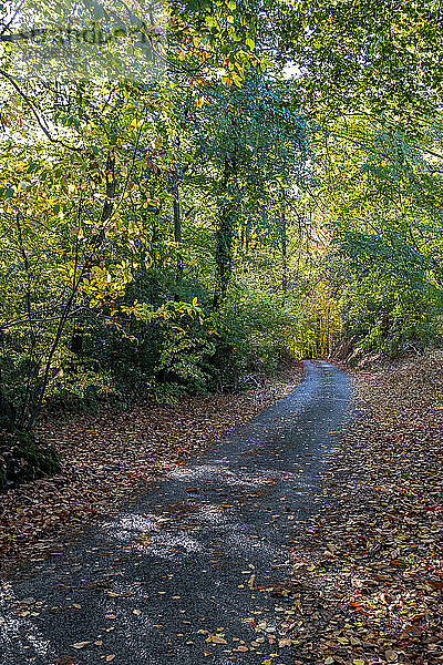 Herbst  Herbstwald. Natürlicher Weg zum Licht der Nachmittagssonne. Rote Blätter  romantische Stimmung.