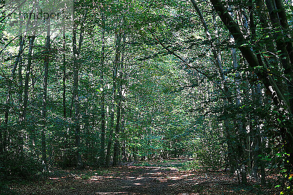 Im Süden der Oise gibt es im Gegensatz zum Nordwesten (Plateau Picard) große Waldgebiete.