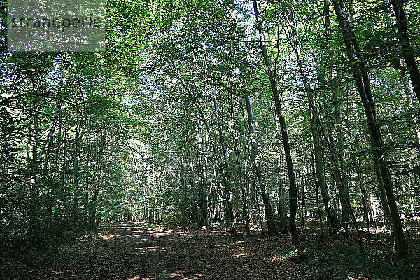 Im Süden der Oise gibt es im Gegensatz zum Nordwesten (Plateau Picard) große Waldgebiete.