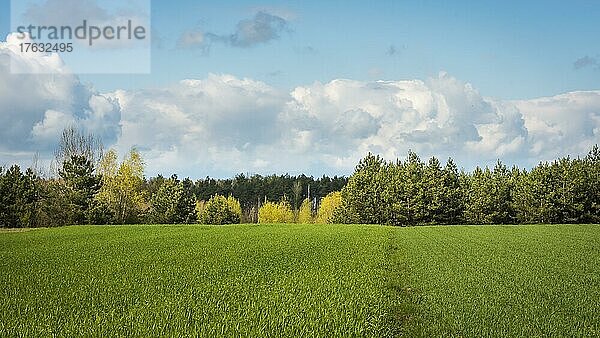 Grüne Wiese in der Nähe des Waldes  Polen  Europa