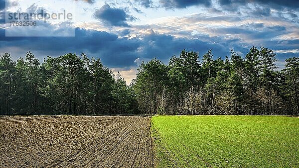 Grünes und braunes Feld in der Nähe des Waldes  Polen  Europa