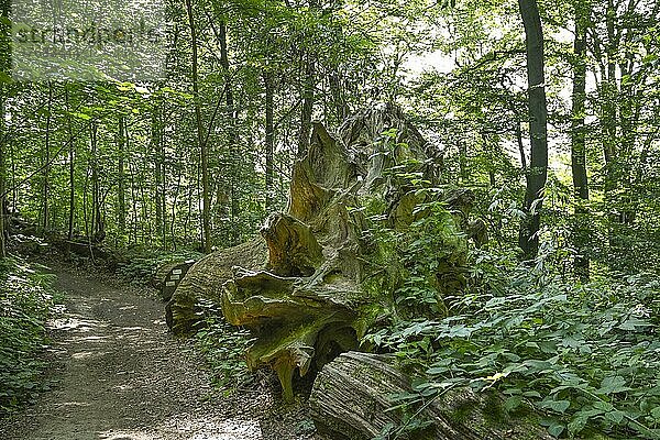 Baum  Waldweg  Weserbergland bei Würgassen  Nordrhein-Westfalen  Deutschland  Europa