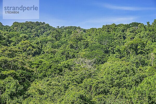 Tropischer Urwald  Chiapas  Mexiko  Mittelamerika
