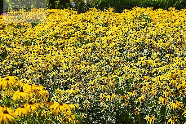 Blüten  Rudbeckia fulgida  Goldsturm  gelber Sonnenhut