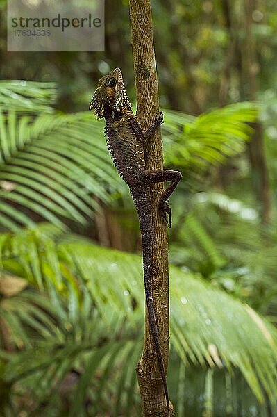 Boyds WaldBoyd's Forest Dragon (Hypsilurus boydii)  Daintree-Regenwald  Cow Bay  Queensland  Australien  Ozeanien