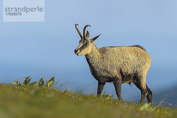 Gämse (Rupicapra rupicapra)  Vogesen  Frankreich  Europa