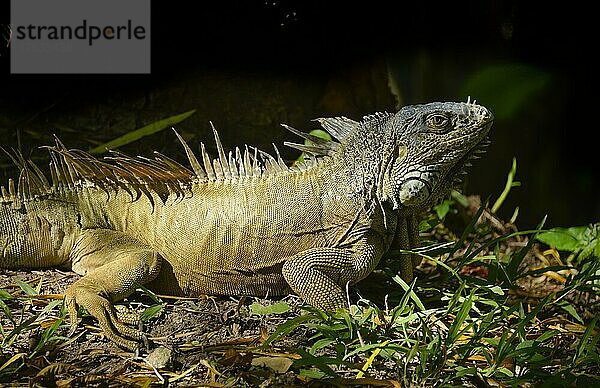 Grüner Leguan (Iguana iguana)  Mexiko  Mittelamerika