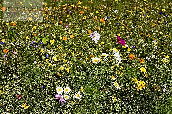 Bunte Blumenwiese  Blüten  Vielfalt
