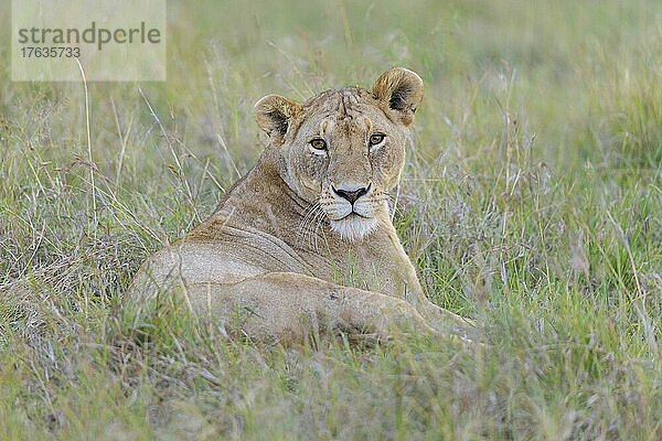 Afrikanischer Löwe (Panthera Leo)  weiblich  Masai Mara National Reserve  Kenia  Afrika