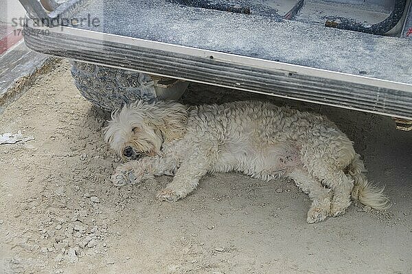 Hund  Schlaf  Auto  Isla Holbox  Quintana Roo  Mexiko  Mittelamerika