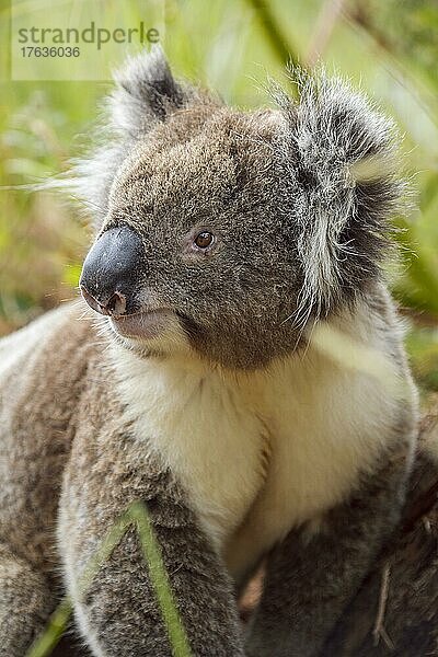 Koala (Phascolarctos cinereus)  auf dem Boden sitzend  Victoria  Australien  Ozeanien