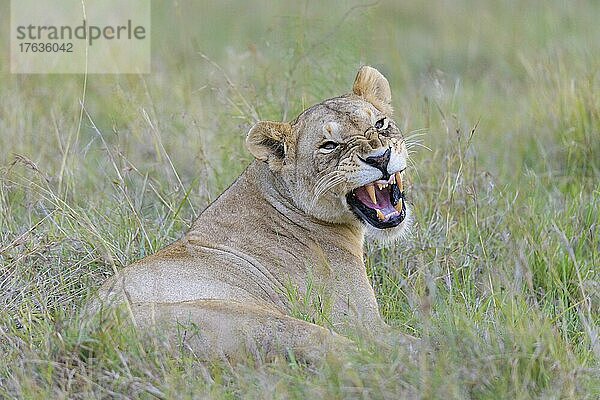 Afrikanischer Löwe (Panthera Leo)  Weibchen gähnend  Masai Mara National Reserve  Kenia  Afrika