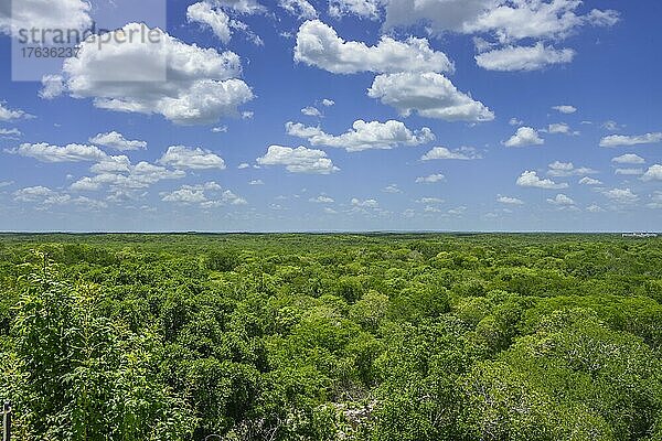 Tropischer Urwald  Chiapas  Mexiko  Mittelamerika