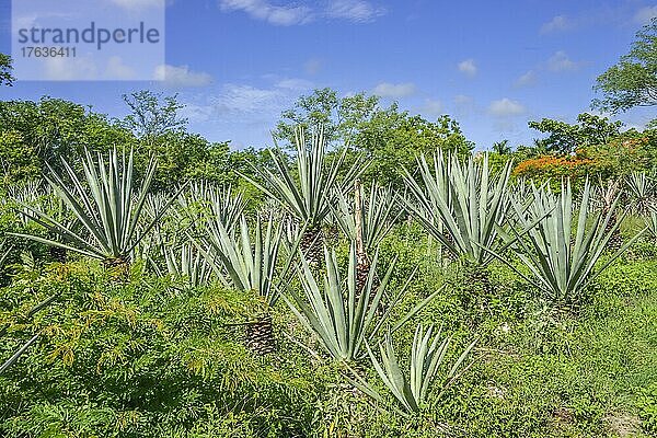 Henequen Agave  Hacienda Sotuta de Peon  Yucatan  Mexiko  Mittelamerika