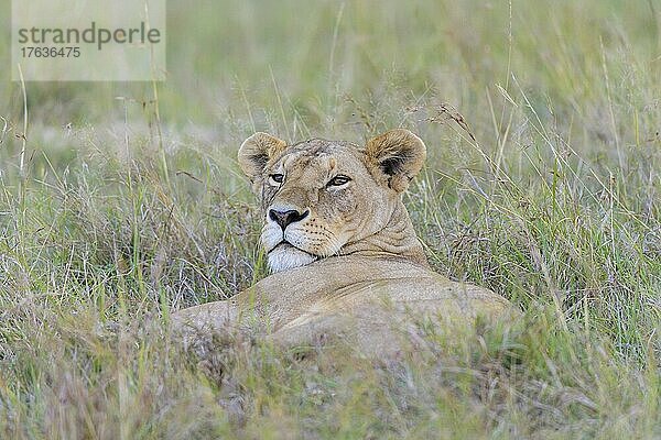 Afrikanischer Löwe (Panthera Leo)  weiblich  Masai Mara National Reserve  Kenia  Afrika