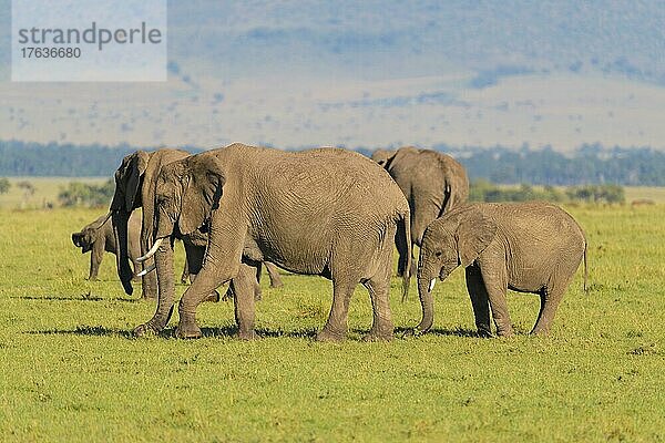 Afrikanischer Elefant (Loxodonta africana)  Herde mit Jungen  Masai Mara National Reserve  Kenia  Afrika