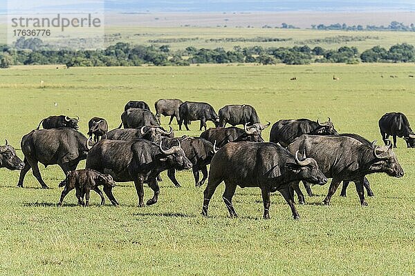 Kaffernbüffel (Syncerus caffer)  Herde  Masai Mara National Reserve  Kenia  Afrika