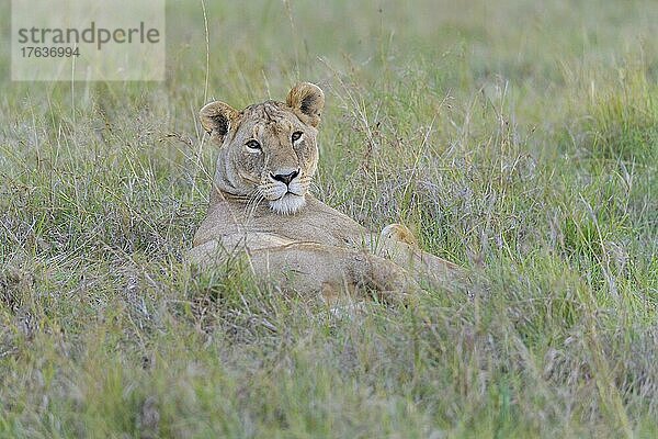 Afrikanischer Löwe (Panthera Leo)  weiblich  Masai Mara National Reserve  Kenia  Afrika