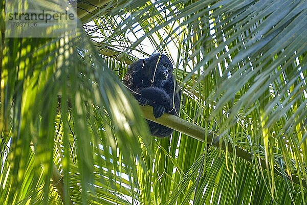 Mexikanischer schwarzer Brüllaffe (Alouatta Pigra)  Tropischer Urwald  Chiapas  Mexiko  Mittelamerika