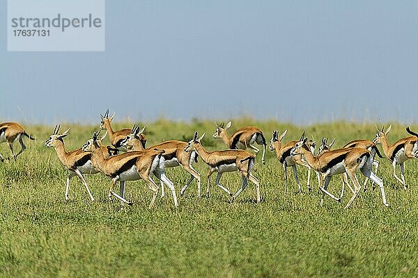 Thomson-Gazelle (Eudorcas thomsonii)  Herde rennt  Masai Mara National Reserve  Kenia  Afrika