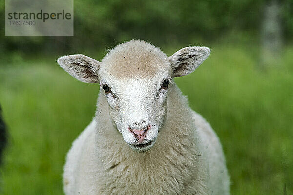 Weiße Schafe schauen in die Kamera