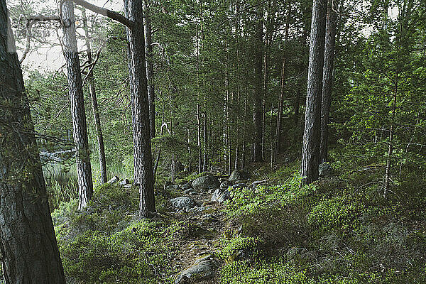 Nadelbäume und felsiger Fußweg im Wald