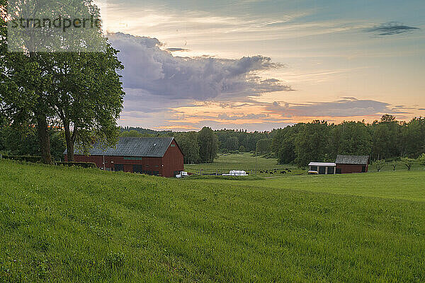 Wirtschaftsgebäude und Kühe grasen bei Sonnenuntergang auf dem Feld
