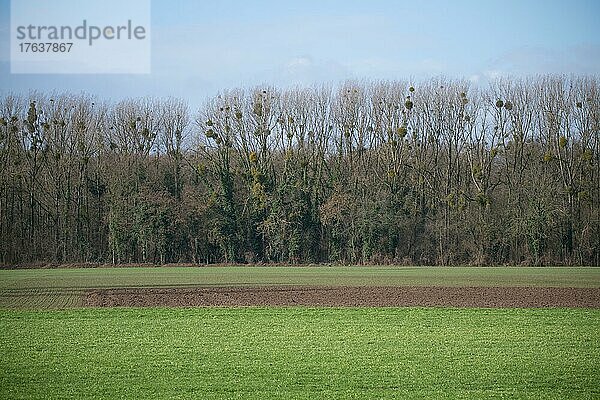 Weißbeerige Mistel (Viscum album)  großer Bestand auf Bäumen am Rand von landwirtschaftlicher Nutzfläche  Düsseldorf  Deutschland  Europa