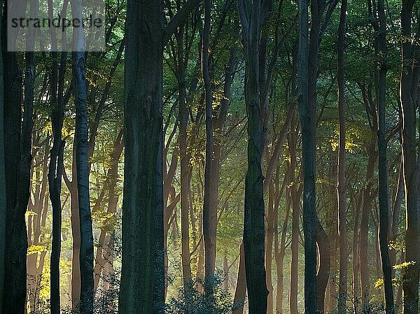 Rotbuche (Fagus sylvatica)  romantischer Sonnenaufgang im Buchenwald  Velbert  Deutschland  Europa
