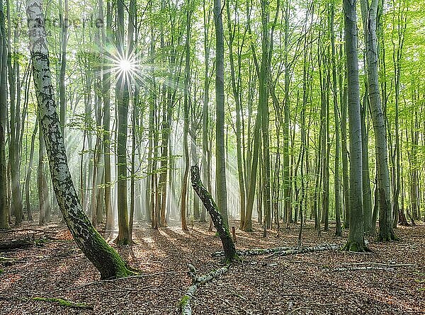 Lichtdurchfluteter Naturnaher Wald aus Buchen und Birken mit Totholz  Sonne strahlt durch Morgennebel  Höhenzug Hohe Schrecke  Thüringen  Deutschland  Europa
