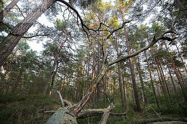 Liegendes Totholz im Nationalpark  Nistplatz für unzählige Insekten und Nahrungsplatz für Vögel  Nationalpark Vorpommersche Boddenlandschaft  Mecklenburg-Vorpommern