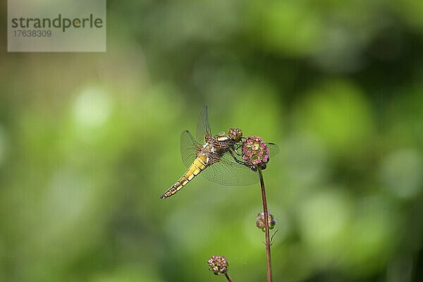 Plattbauch (Libellula depressa)  Weibchen bei der Nahrungssuche  schöne Lichtspiele im Hintergrund  Deutschland  Europa