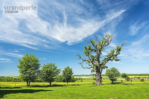 Landschaft mit alter knorriger solitärer Eiche (Quercus robur) auf Wiese im Frühling unter blauem Himmel  ehemaliger Hutebaum  Naturdenkmal  Reinhardswald  Hessen  Deutschland  Europa