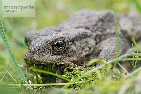 Erdkröte (Bufo bufo)  versteckt sich in saftig grünem Gras  Nahaufnahme  Nordrhein-Westfalen  Deutschland  Europa