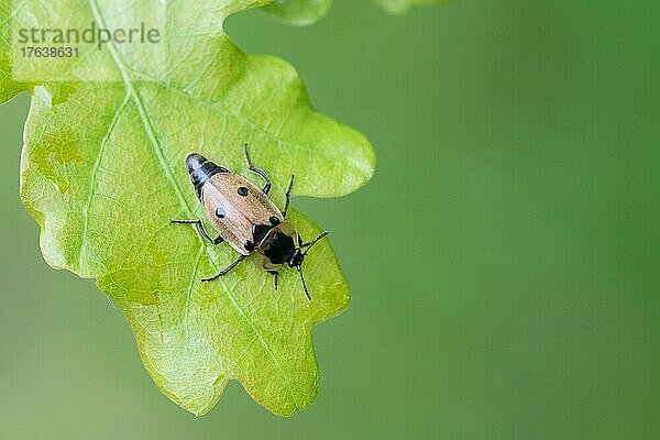 Vierpunktiger Aaskäfer (Dendroxena quadrimaculata)  Käfer krabbelt über ein Eichenblatt  Diesfordter Wald  Nordrhein-Westfalen