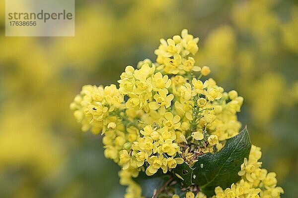 Gewöhnliche Mahonie (Mahonia aquifolium)  blüht im Garten  Velbert  Deutschland  Europa