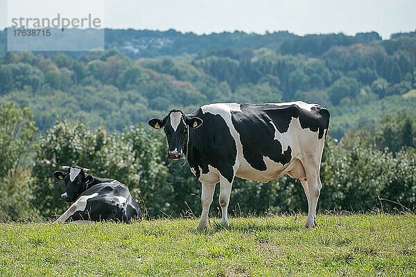Hausrind (Bos taurus)  Milchkuhhaltung im Freiland  Herde auf der Weide  Velbert  Deutschland  Europa