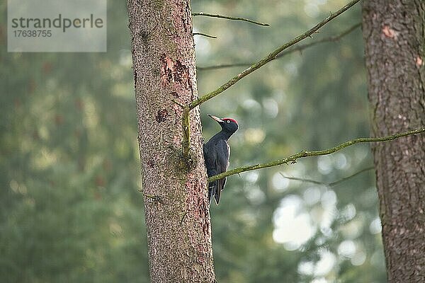 Schwarzspecht (Dryocopus martius)  Vogel bei der Suche nach Nahrung auf Totholz Baum  Bielefeld  Deutschland  Europa
