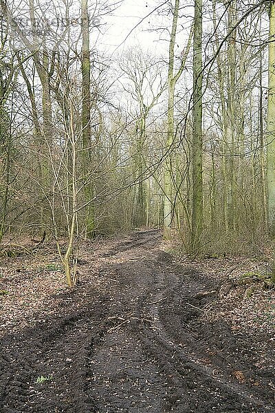 Forstwirtschaft im Wald  Rückegasse mit Fahrspuren von einem Harvester  Bodenverdichtung  Umweltschaden  Düsseldorf  Deutschland  Europa