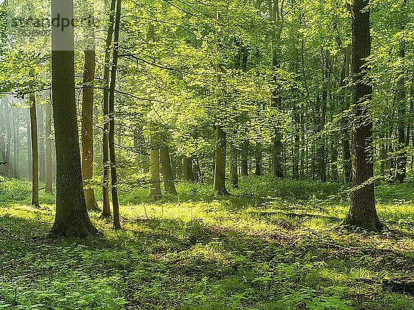 Lichtdurchfluteter naturnaher Buchenwald auf dem Höhenzug Finne  Burgenlandkreis  Sachsen-Anhalt  Deutschland  Europa