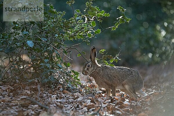 Feldhase (Lepus europaeus)  am Waldrand eines Laubmischwaldes und beobachtet die Umgebung  Velbert  Deutschland  Europa