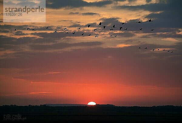 Kranich (Grus grus)  eine Gruppe von Vögeln fliegt vor der Sonne  romantischer Sonnenuntergang  Niedersachsen