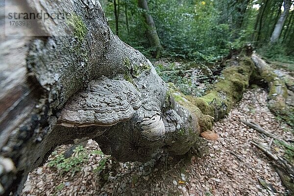 Lackporling (Ganoderma)  wächst auf Totholz im Urwald  Nationalpark Vorpommersche Boddenlandschaft  Mecklenburg-Vorpommern