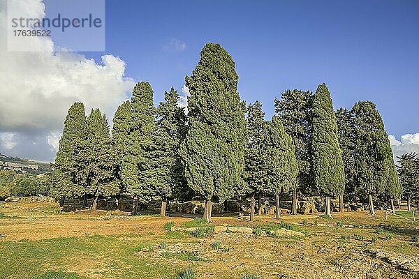 Zypressenhain  archäologischer Park Valle dei Templi (Tal der Tempel)  Agrigent  Sizilien  Italien  Europa