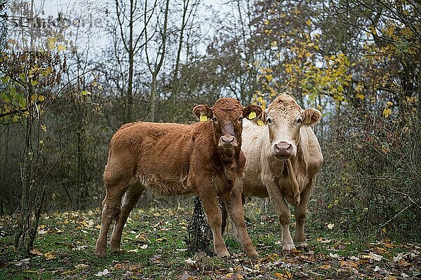 Hausrind (Bos taurus)  Rinder in extensiver Landwirtschaft als Landschaftspfleger im Naturschutzgebiet in Freilandhaltung  Bislicher Insel  Deutschland  Europa